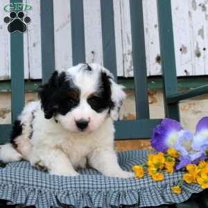 Rosalie, Mini Bernedoodle Puppy